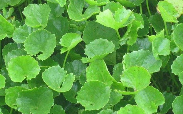 Ra chợ gặp rau này nên mua luôn, rẻ tiền mà chống rụng tóc “thần sầu”, giúp tóc con mọc lên tua tủa