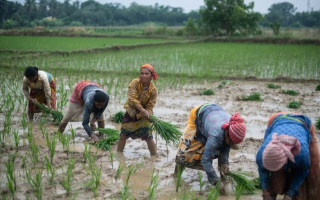 Khách hàng lớn nhất của gạo Việt sắp nhập khẩu trở lại