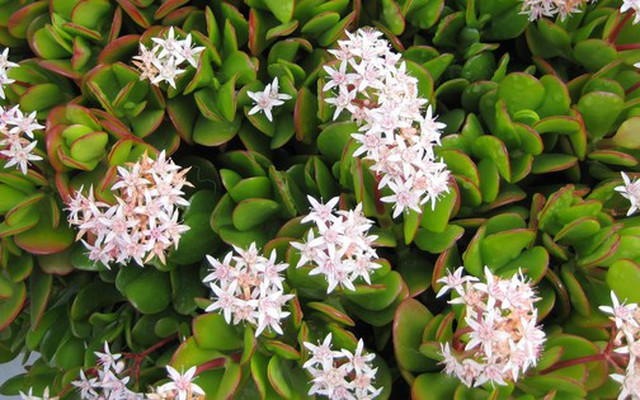 Loại cây “hút” tiền tài, may mắn, chứa cả dược liệu quý: Đặc biệt nên trồng trong nhà dịp năm mới