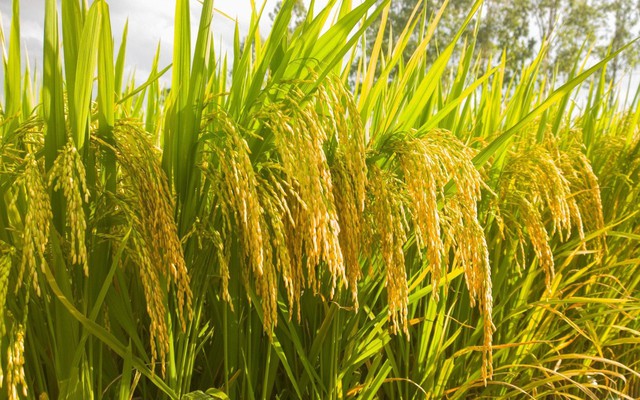 Một giống lúa Việt "cấy một vụ, ăn cả năm", năng suất "khủng"
