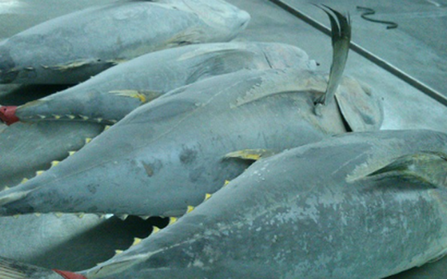 Một sản vật dưới nước của Việt Nam được Canada liên tục săn lùng: Thu về hơn 38 triệu USD, Thái Lan đang là là đối thủ lớn nhất