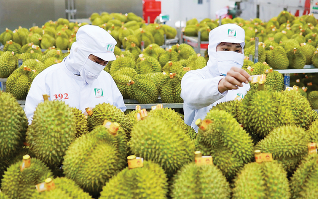 Năm 2026, thí điểm truy xuất nguồn gốc đầu tiên với sầu riêng