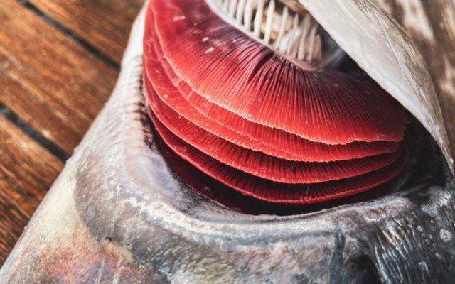 3 bộ phận của cá rẻ mấy cũng không nên ăn: Ẩn chứa kim loại nặng, ký sinh trùng, thậm chí chất độc