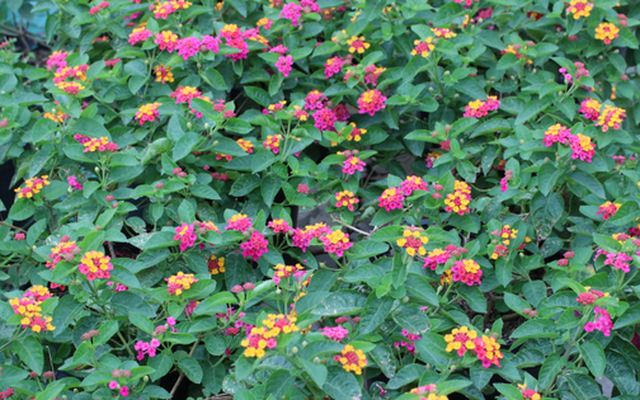 3 loại hoa trồng trang trí Tết trong vườn giúp đuổi rắn, muỗi đi xa