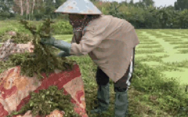 “Nghề lội nước” kiếm tiền triệu mỗi ngày tại TPHCM