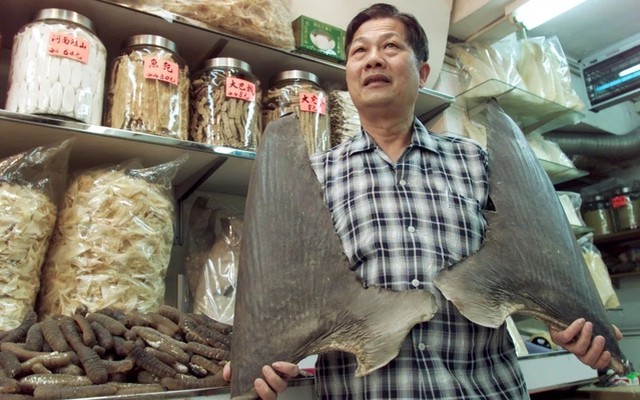 Vì sao vi cá mập lại đắt đến mức thành thước đo sự giàu sang?