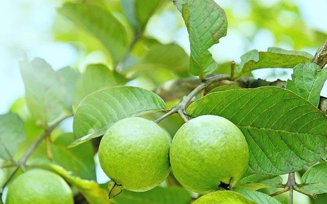 Vì sao nhiều gia đình trồng cây ổi trong sân? Hóa ra không chỉ để lấy quả
