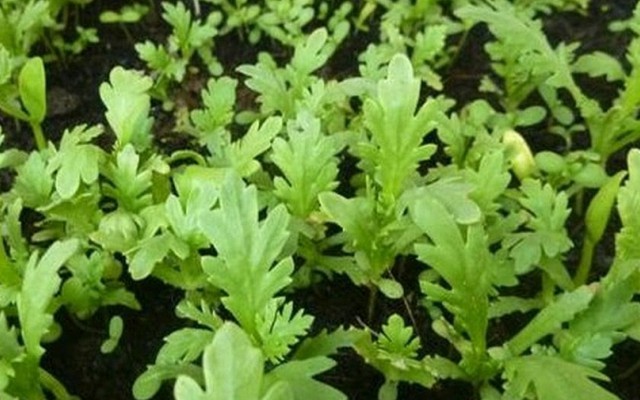 Lời khuyên dành cho tất cả gia đình đang trồng rau cải cúc để ăn