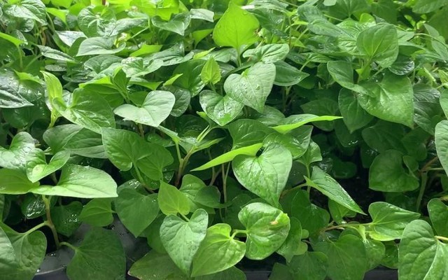 Tin vui cho những người đang trồng rau diếp cá