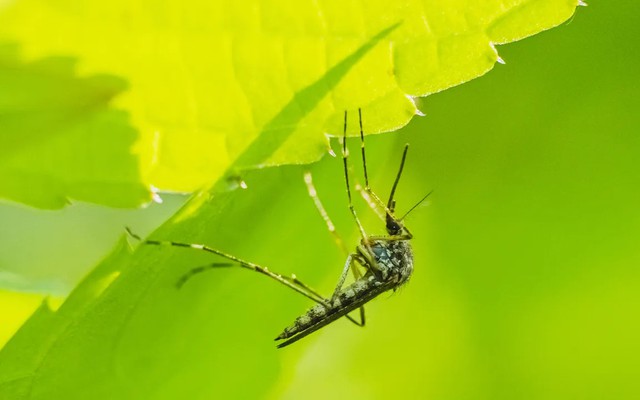 6 loại cây “dụ” muỗi tới nhà: Nếu đang trồng, hãy cẩn trọng