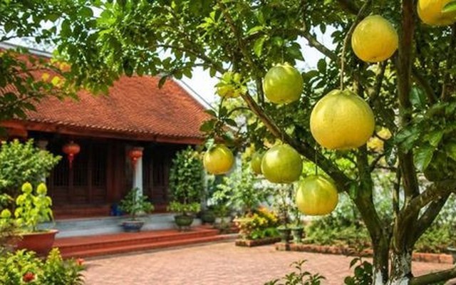 Ngày càng nhiều gia đình trồng bưởi, hóa ra không chỉ để lấy quả