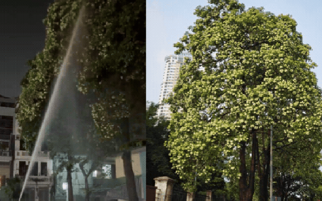 Tận nơi 12 cây hoa sữa nở rộ quanh một chung cư Hà Nội: Vì sao người dân phải đóng kín cửa, xịt nước lên cây?