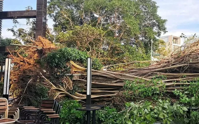 Vẫn chưa tìm ra nguyên nhân 2 cây cổ thụ ở TPHCM bật gốc