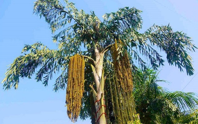 Vì sao gọi là cây 'đủng đỉnh'?