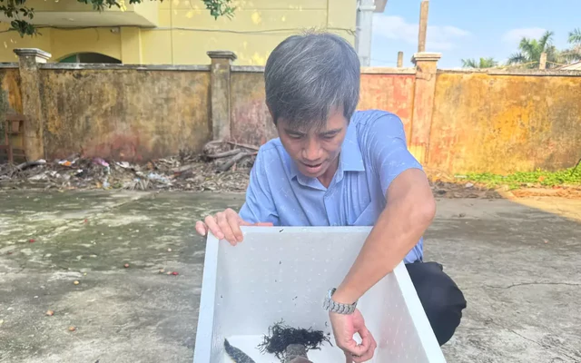 Cứu cá thể rùa xanh trong Sách đỏ Việt Nam thoát ‘lưới ma’