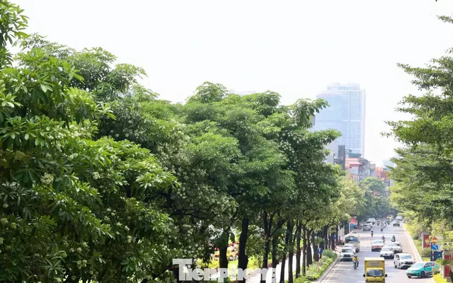 Diện mạo đường phố Hà Nội sau đợt cắt tỉa hoa sữa