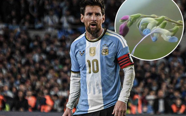 Xuất hiện bông hoa Messi trên thế giới