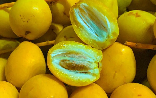 Việt Nam đã trồng được loại quả bé xíu có cách ăn kỳ lạ: Được đồn “cắn dọc thì ngọt, cắn ngang lại chát đến nhăn mặt”