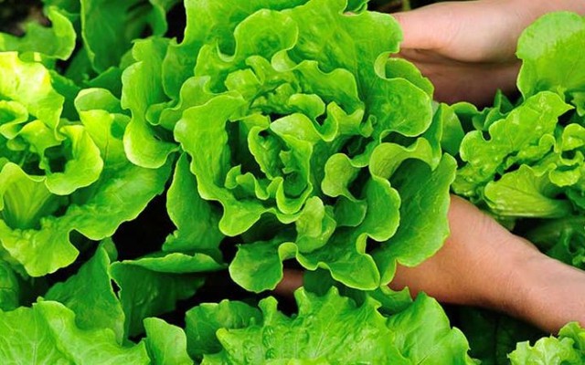 Lời khuyên cho tất cả các gia đình đang trồng xà lách để ăn
