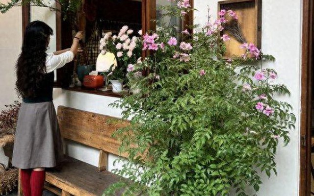 5 loại cây nhìn đẹp nhưng không nên tùy tiện đặt trong nhà: Sai vị trí, cây khó sống mà người cũng thêm phiền