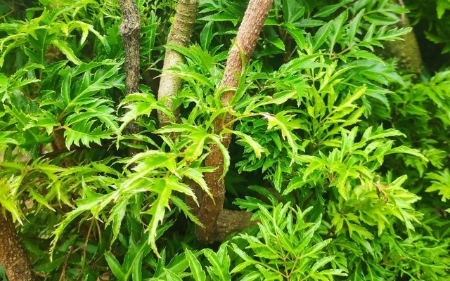 Đinh lăng - 'nhân sâm của người nghèo': Dùng sai cách coi chừng rước họa