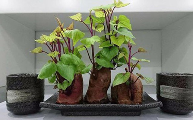 Nhiều gia đình trồng rau khoai lang trong nhà, hóa ra không chỉ để lấy ngọn ăn