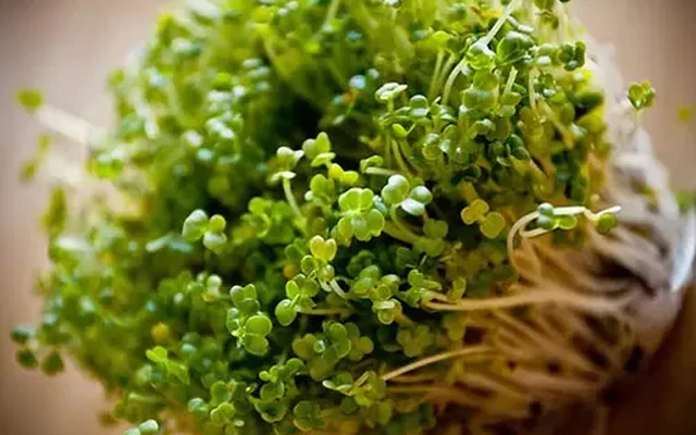Tháng 10-11, gieo 3 loại rau này, chỉ 7 -14 ngày đã có rau ăn, phù hợp trồng tại nhà