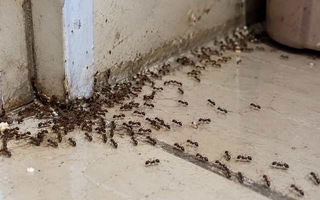 5 vật đột ngột vào nhà báo hiệu trời đất sắp thay đổi, người có kinh nghiệm nhìn là biết