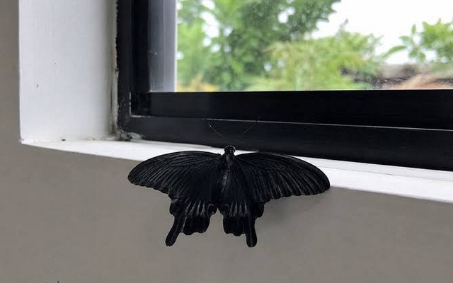5 vật màu đen đột ngột vào nhà là điềm báo phong thủy, gia chủ nên biết để lưu ý