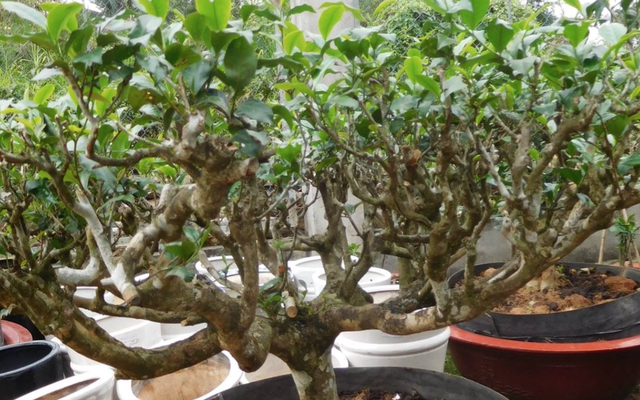 Nhiều gia đình trồng một cây chè trong nhà: Hóa ra không chỉ để lấy lá