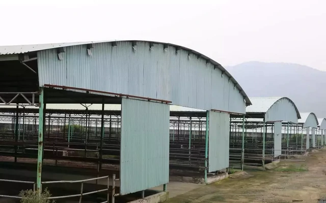 Đấu giá, thu hồi nợ 'siêu dự án' chăn nuôi bò ở Hà Tĩnh