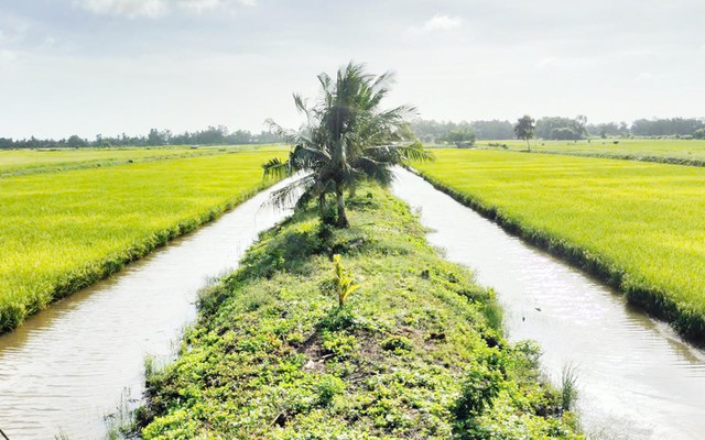 Sản xuất lúa phát thải thấp gắn với tăng trưởng xanh ở miền Tây