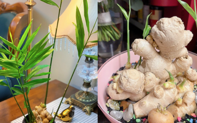 Vì sao nhiều gia đình trồng 1 chậu gừng trong nhà? Hóa ra không chỉ làm gia vị