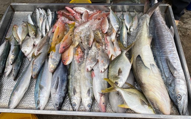5 loại cá ra chợ thấy phải mua ngay kẻo hết: Không thể nuôi nhân tạo, xương ít, thịt ngon, cực tốt cho sức khỏe