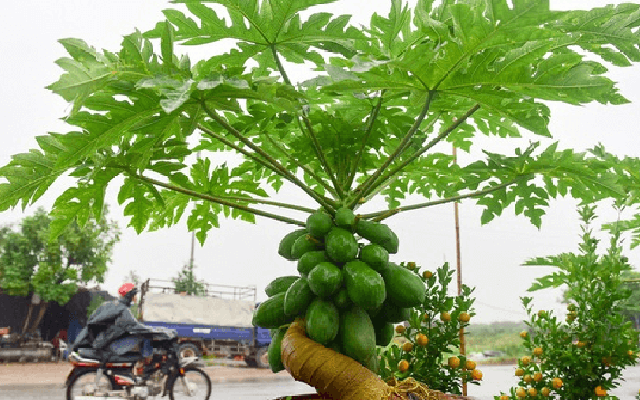 Nhiều gia đình trồng đu đủ trong sân vườn, hóa ra không chỉ để lấy quả