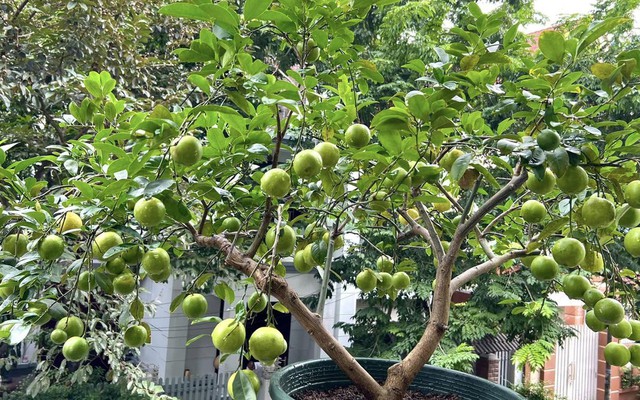 Nhiều gia đình trồng cây chanh trong sân vườn, hóa ra không chỉ để lấy lá, quả