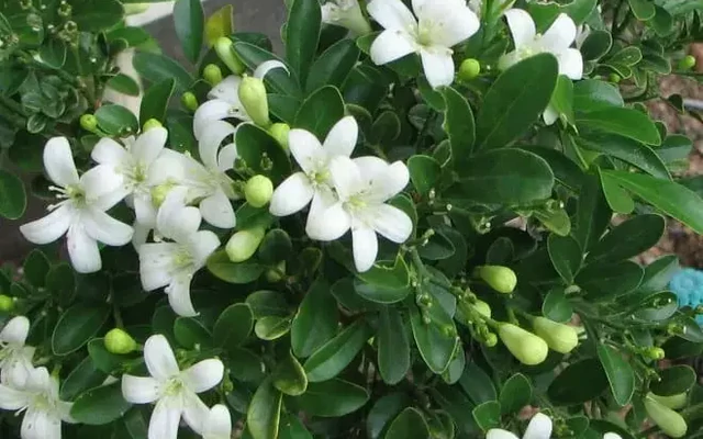 Ngày càng nhiều gia đình trồng nguyệt quế trước nhà, hóa ra không chỉ để làm cảnh