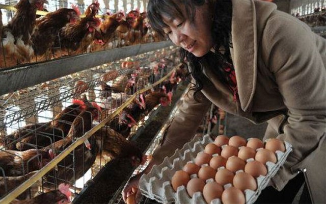 Cả nhà ngộ độc sau khi ăn trứng bác, nguyên nhân khiến nhiều người giật mình