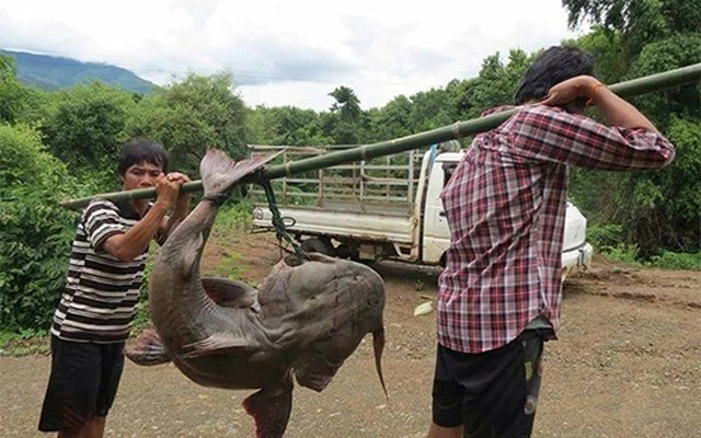 "Thủy quái" mệnh danh "sát thủ săn mồi" dưới lòng Sông Đà: Thuộc hàng Ngũ quý hà thủy