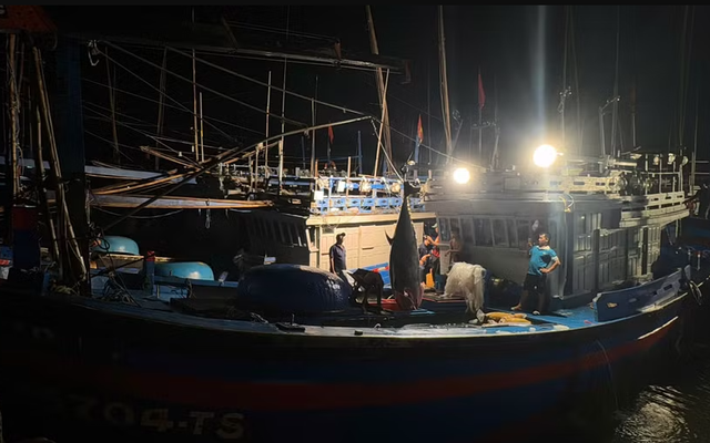 Bắt được "quái ngư" 310 kg ngoài khơi Việt Nam: Kích thước lớn đến mức phải dùng thiết bị chuyên dụng