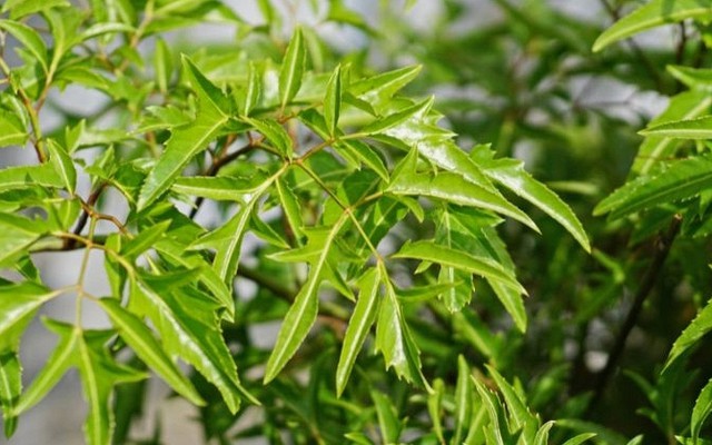Tin vui cho những người đang trồng đinh lăng