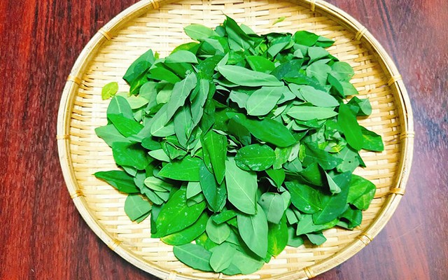 Lời khuyên đến tất cả các gia đình đang trồng cây rau ngót để ăn