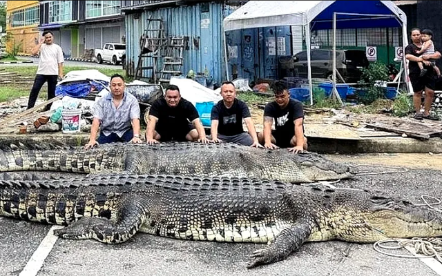 Bắt được "quái thú" dài 5,5 m ở nước láng giềng Việt Nam: Phải đặt bẫy suốt 3 ngày mới hạ được