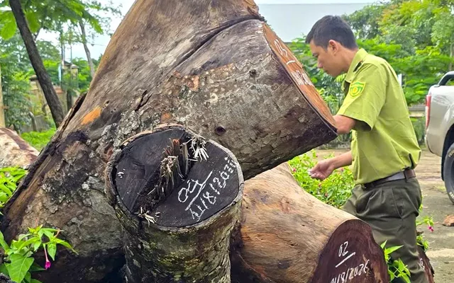 Kiểm điểm vụ hàng cây xà cừ bị cưa hạ bất thường