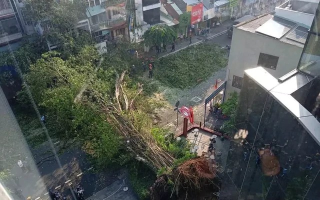 Một nam ca sĩ thoát chết trong gang tấc khi cây cổ thụ ở TPHCM đổ sập vào ô tô