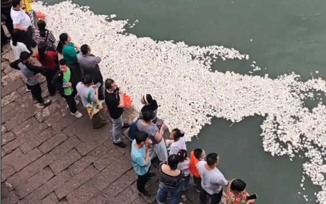Đang cho cá ăn, hàng loạt du khách bất ngờ thấy mặt sông xuất hiện điều khác thường: Chính quyền vào cuộc