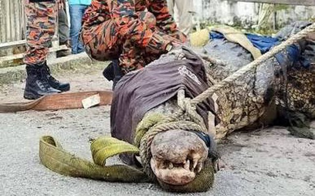 Cần thủ vô tình móc trúng "quái thú" dài hơn 4,5m, nặng trên 1 tấn: Kéo lên mới phát hiện điều bất thường