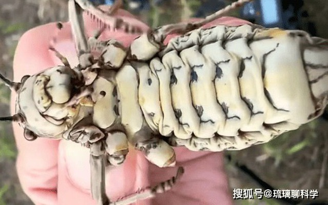 Phát hiện loài côn trùng lạ được ví như bình dầu sống khiến dân mạng tranh cãi nảy lửa!