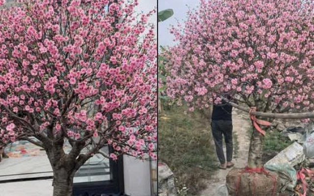 Bi hài chuyện chơi đào Tết khiến 1 người rơi lệ, vạn người xôn xao