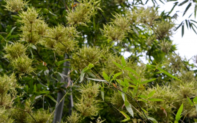 Một cây bạc tỷ của Việt Nam vừa lập kỷ lục xuất khẩu cao nhất lịch sử: Tổng thu hơn 300 triệu USD, doanh nghiệp nào đóng góp lớn nhất?